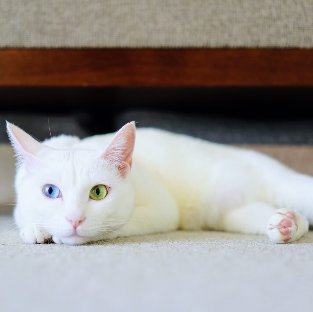 ねこってホントに気まぐれ? 雑貨コーディネーター・オモムロニ。のねことの暮らし #2 ねこってホントに気まぐれ? 雑貨コーディネーター・オモムロニ。のねことの暮らし #2