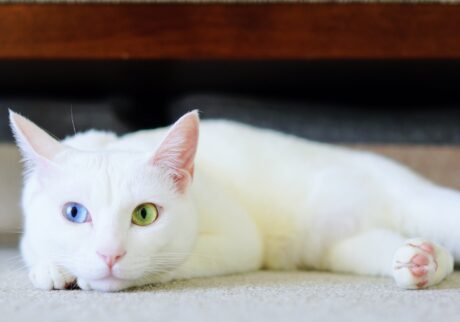 ねこってホントに気まぐれ？ 雑貨コーディネーター・オモムロニ。のねことの暮らし #2