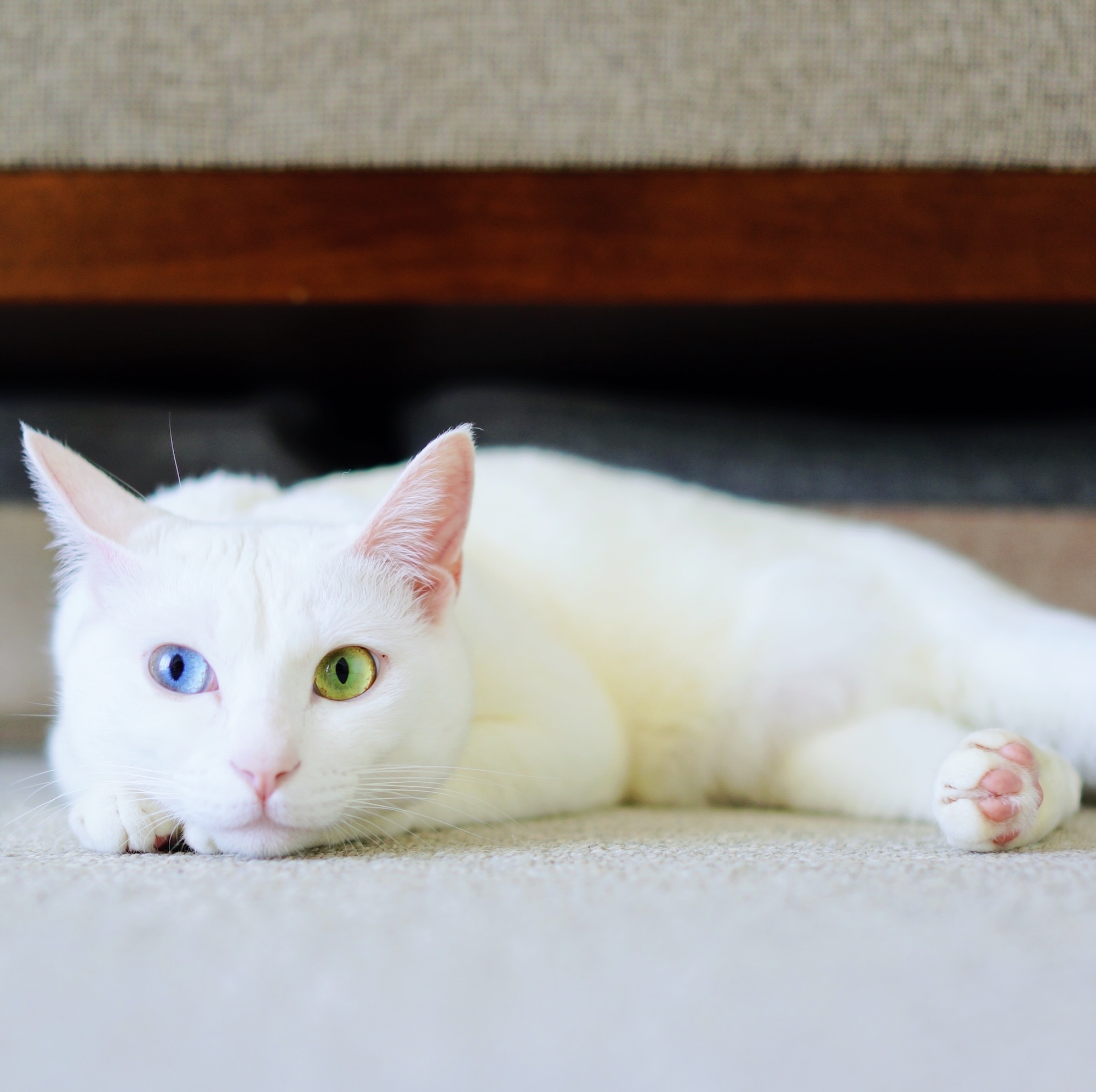 ねこってホントに気まぐれ？ 雑貨コーディネーター・オモムロニ。のねことの暮らし #2