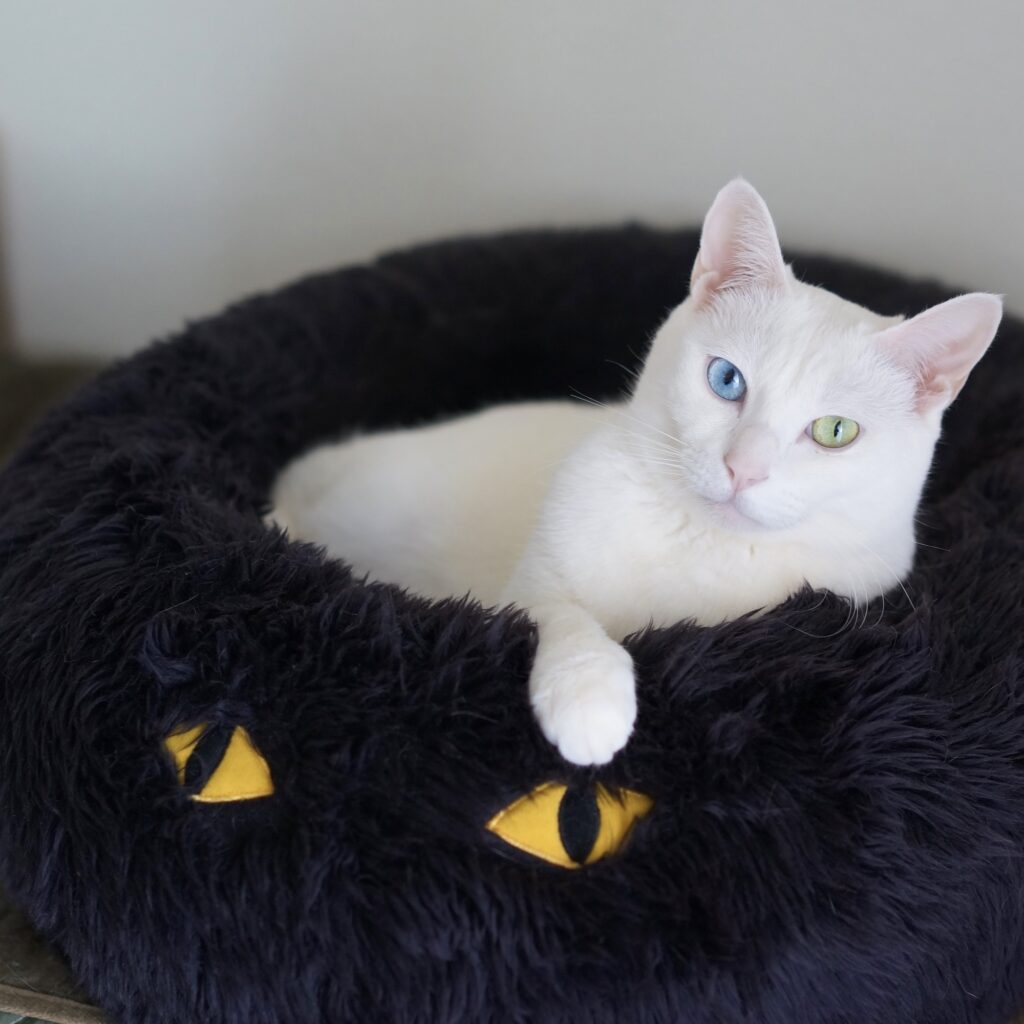 白ねこ in 黒ねこ、そして突っ伏して寝る。雑貨コーディネーター・オモムロニ。のねことの暮らし #3