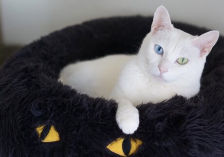 白ねこ in 黒ねこ、そして突っ伏して寝る。雑貨コーディネーター・オモムロニ。のねことの暮らし #3