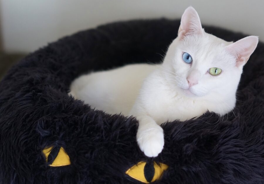 白ねこ in 黒ねこ、そして突っ伏して寝る。雑貨コーディネーター・オモムロニ。のねことの暮らし #3