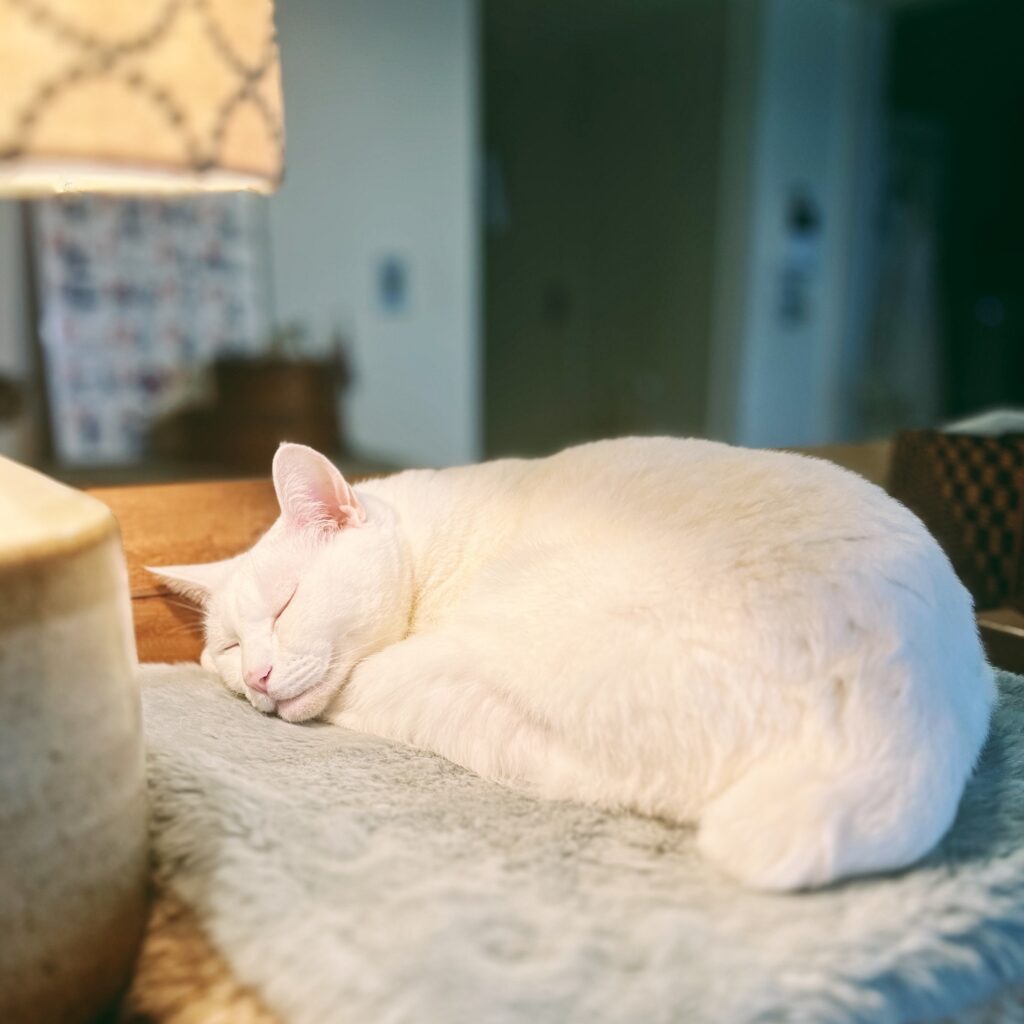 白ねこ in 黒ねこ、そして突っ伏して寝る。雑貨コーディネーター・オモムロニ。のねことの暮らし #3