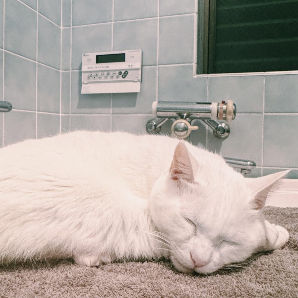 白ねこ in 黒ねこ、そして突っ伏して寝る。雑貨コーディネーター・オモムロニ。のねことの暮らし #3