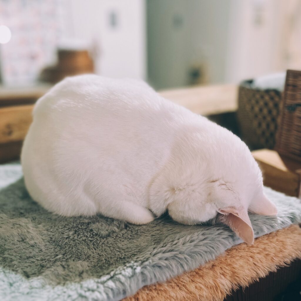白ねこ in 黒ねこ、そして突っ伏して寝る。雑貨コーディネーター・オモムロニ。のねことの暮らし #3
