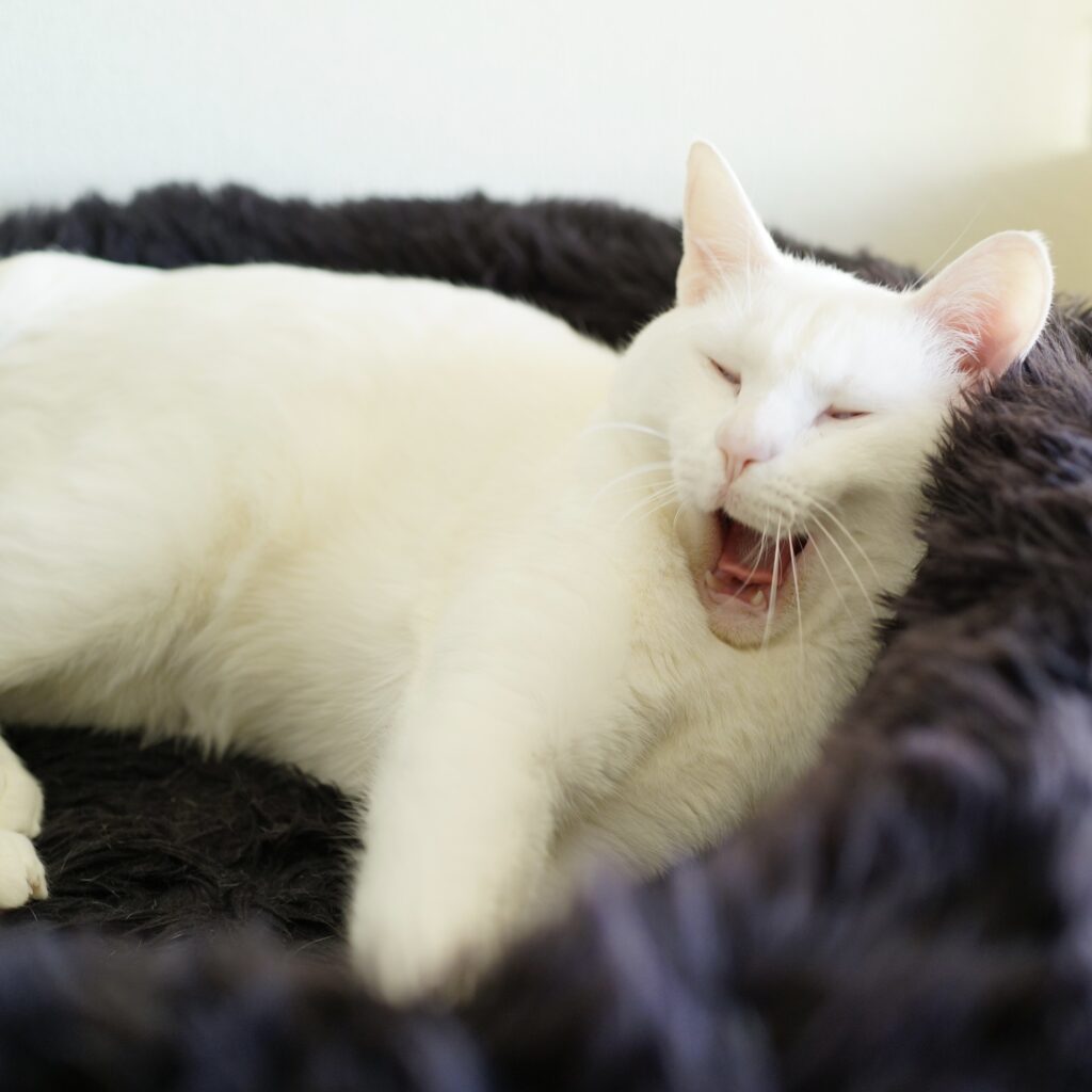 白ねこ in 黒ねこ、そして突っ伏して寝る。雑貨コーディネーター・オモムロニ。のねことの暮らし #3