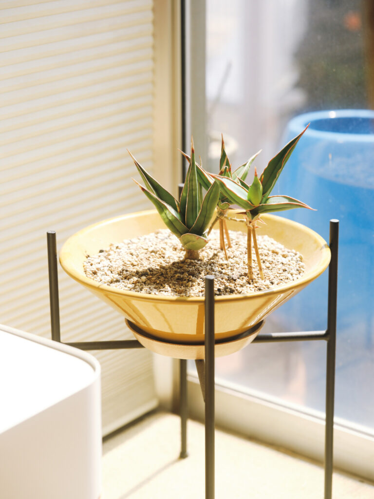 バッグデザイナー・石川敦幹さんが植物と暮らす家。空間に調和する、グリーンの整え方。サンスベリア・ピングイキュラ。子株から根が生え、それが土まで届き、まるで二本足で立っているように見える。 | サンスベリア・ピングイキュラ。子株から根が生え、それが土まで届き、まるで二本足で立っているように見える。