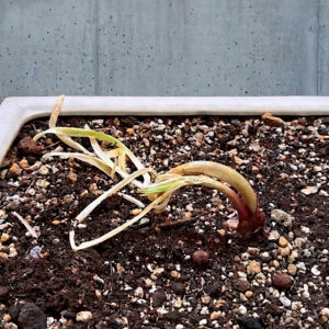 赤玉ねぎが、「植物」になった日。