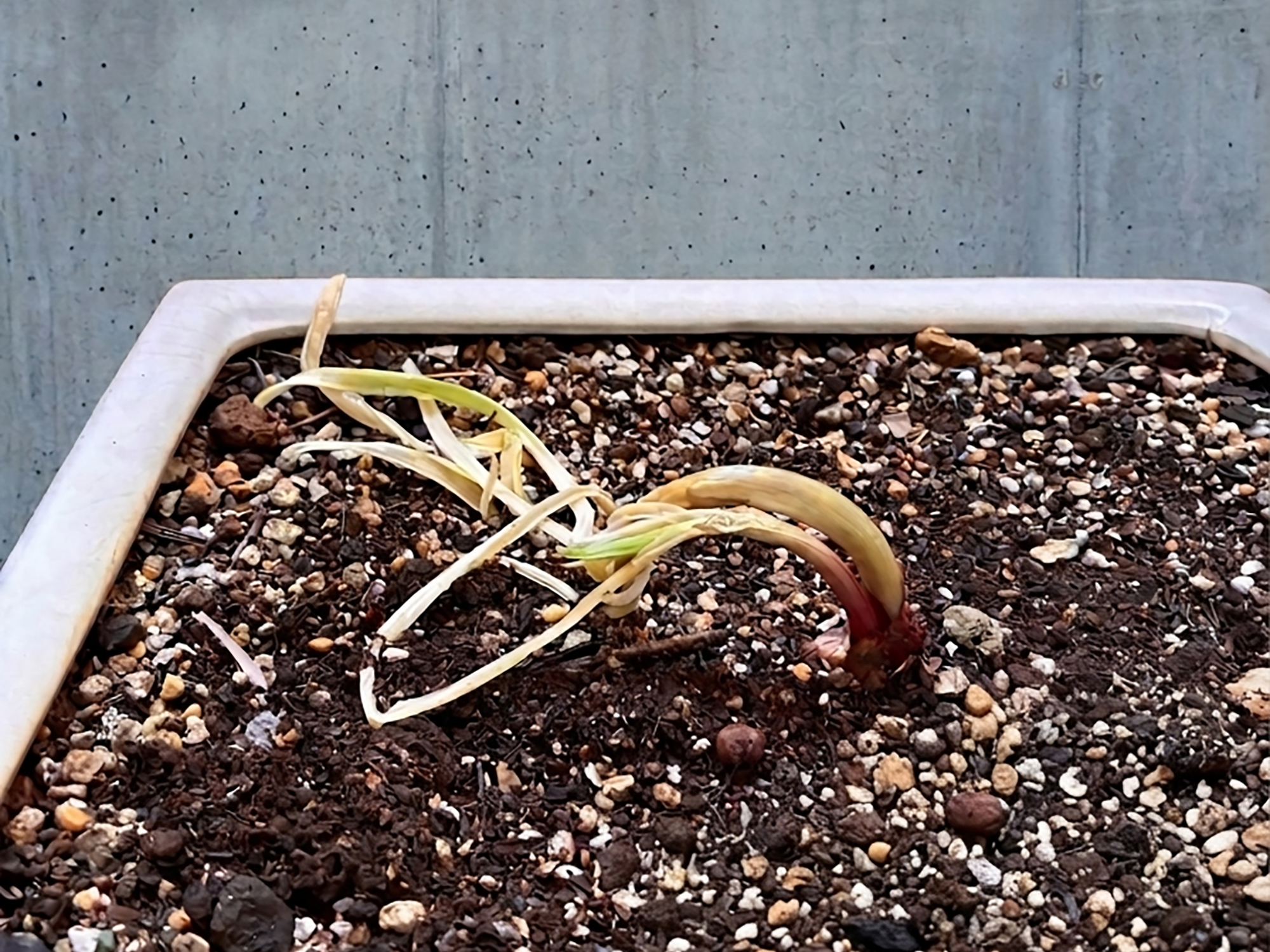 赤玉ねぎが、「植物」になった日。編集後記「花と緑のある暮らし」