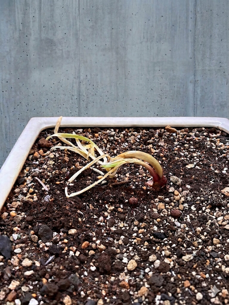 赤玉ねぎが、「植物」になった日。