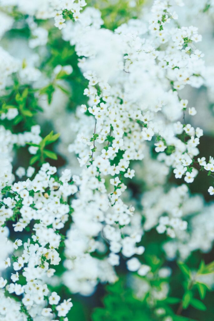 初春の庭を彩る、満開のユキヤナギ。