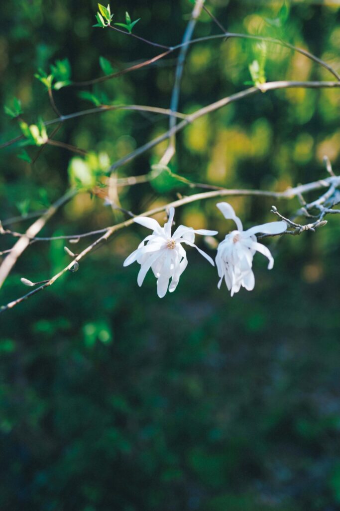 コブシは蜜漬けにする。こちらはヒメコブシ。
