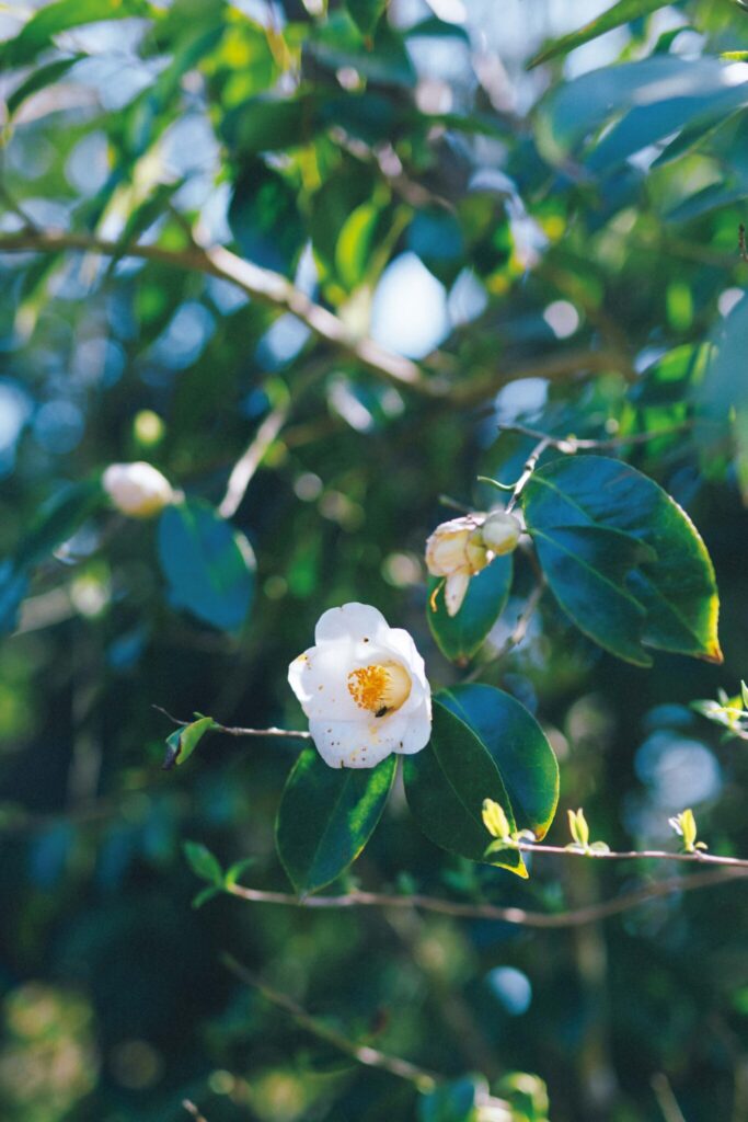 細川さんが最も大切にしている花のひとつ、白い椿。