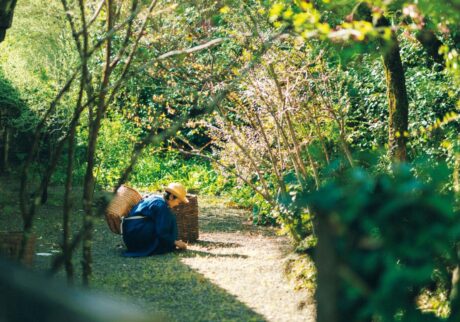 料理家の細川亜衣さんが暮らす熊本の家の「北の庭」。陽光に煌めく藪椿やロシアンオリーブの下で大好きな草むしりに没頭。
