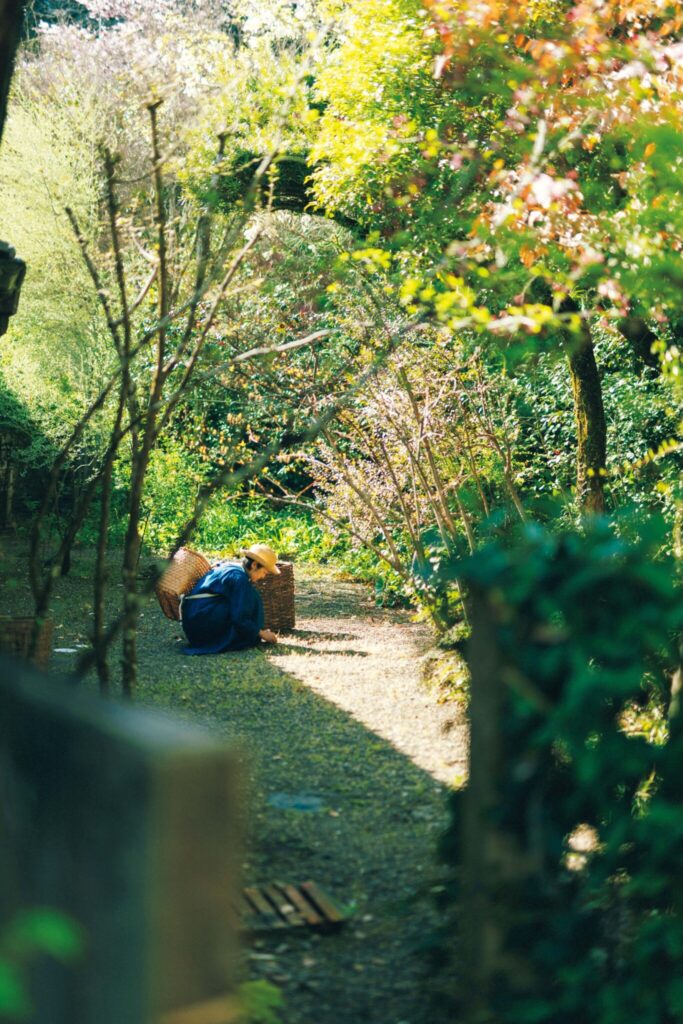 料理家の細川亜衣さんが暮らす熊本の家の「北の庭」。陽光に煌めく藪椿やロシアンオリーブの下で大好きな草むしりに没頭。