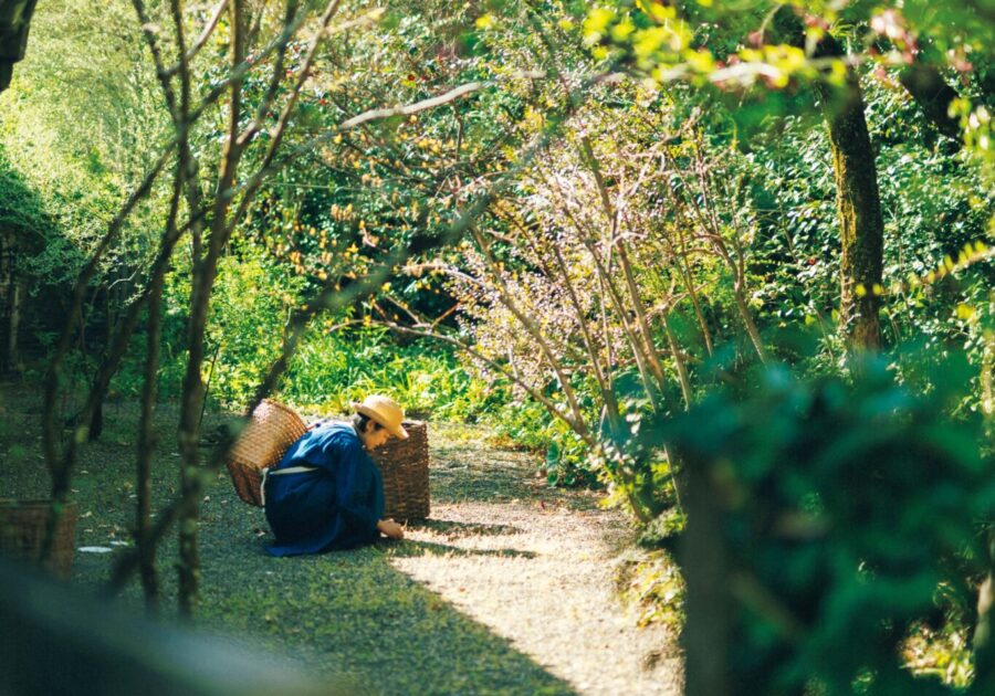 料理家の細川亜衣さんが暮らす熊本の家の「北の庭」。陽光に煌めく藪椿やロシアンオリーブの下で大好きな草むしりに没頭。
