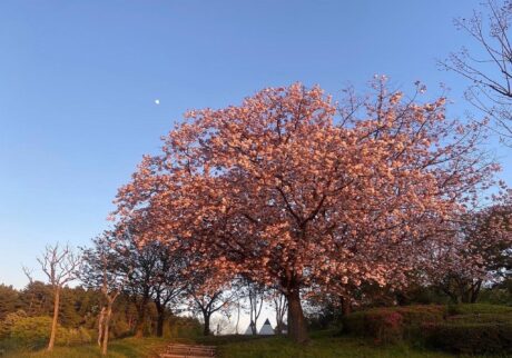 思いつき、ひとり旅。私の春を始めるために、秋田を歩く。 写真と文：祷キララ (女優) #1