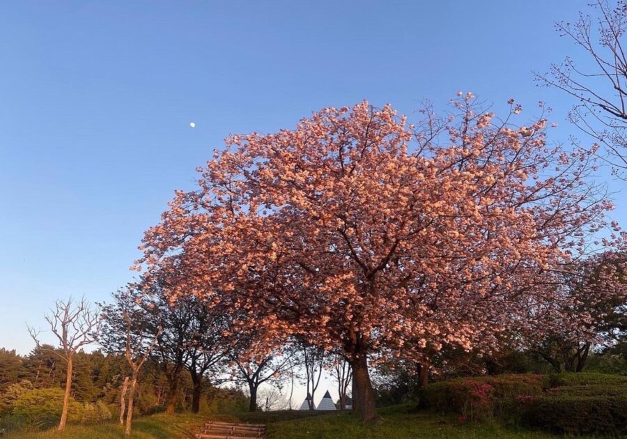 思いつき、ひとり旅。私の春を始めるために、秋田を歩く。 写真と文：祷キララ (女優) #1