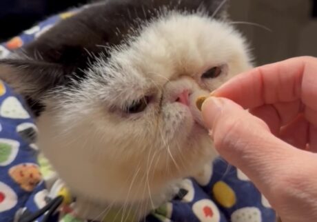 たまには甘えてもいいよね。おちょこ エキゾチックショートヘア