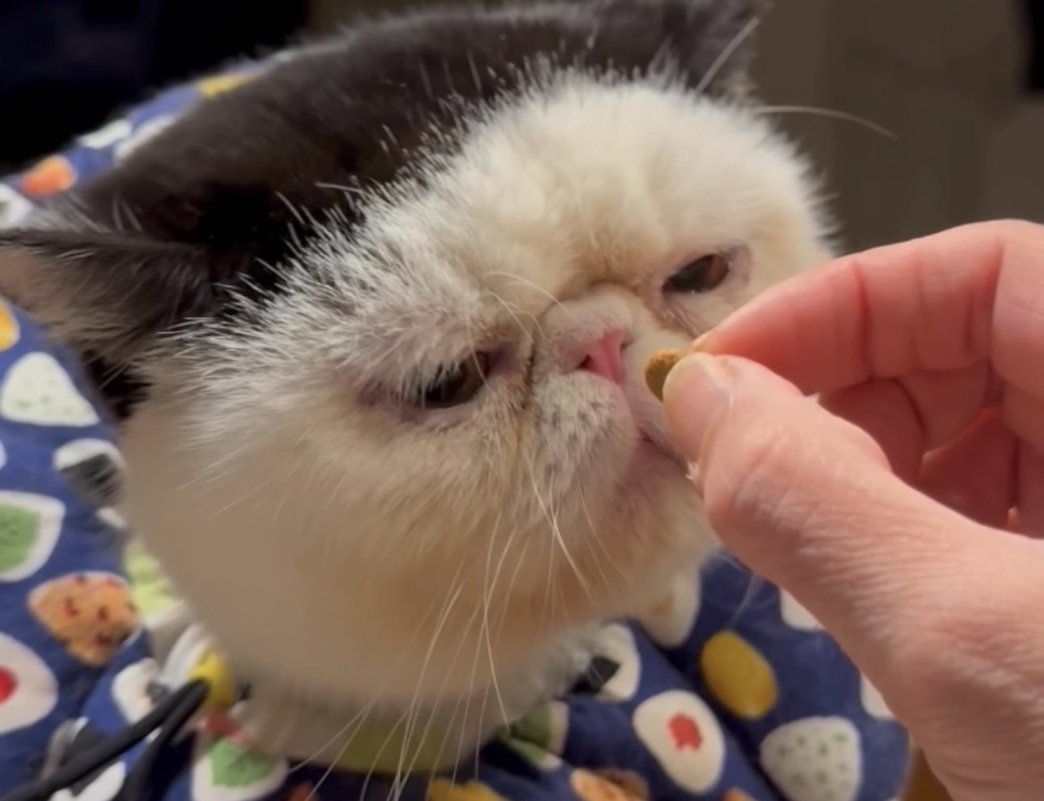 たまには甘えてもいいよね。【おちょこ、ぽのぽのだより。vol.256】