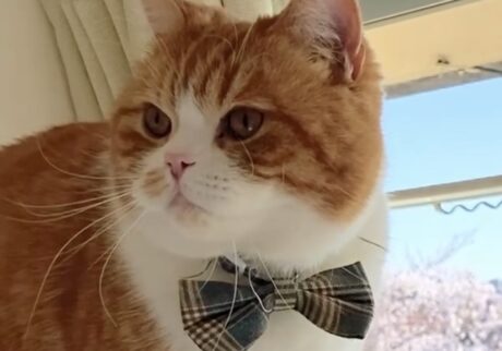 特等席から見えるものは？とろろ ハチワレ