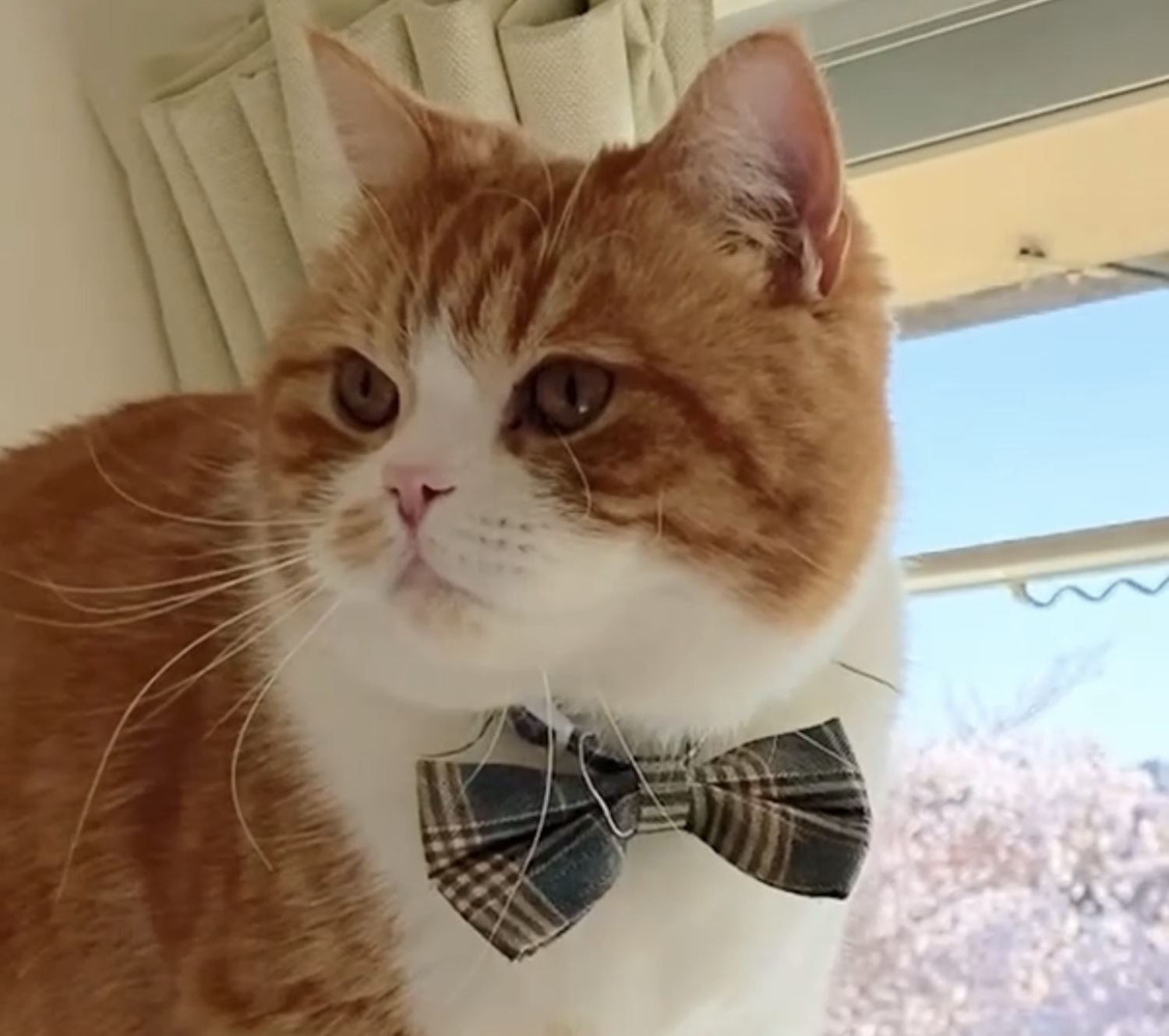 特等席から見えるものは？【とろろ、もふもふDays。vol.174】