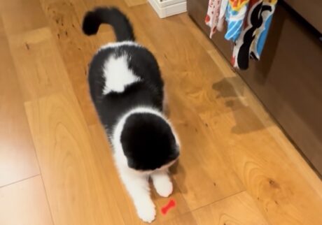 どうして捕まらないの……？おちょこ エキゾチックショートヘア