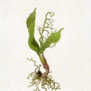 スズラン-2 | スズラン