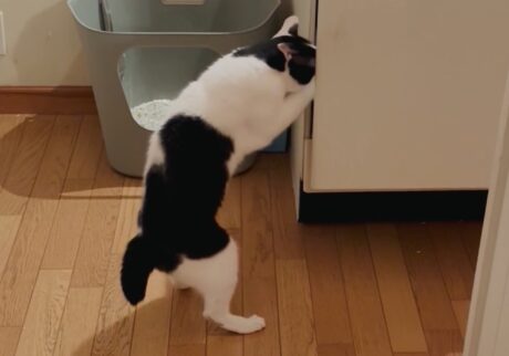 好奇心はまだまだ現役。えいた 保護猫