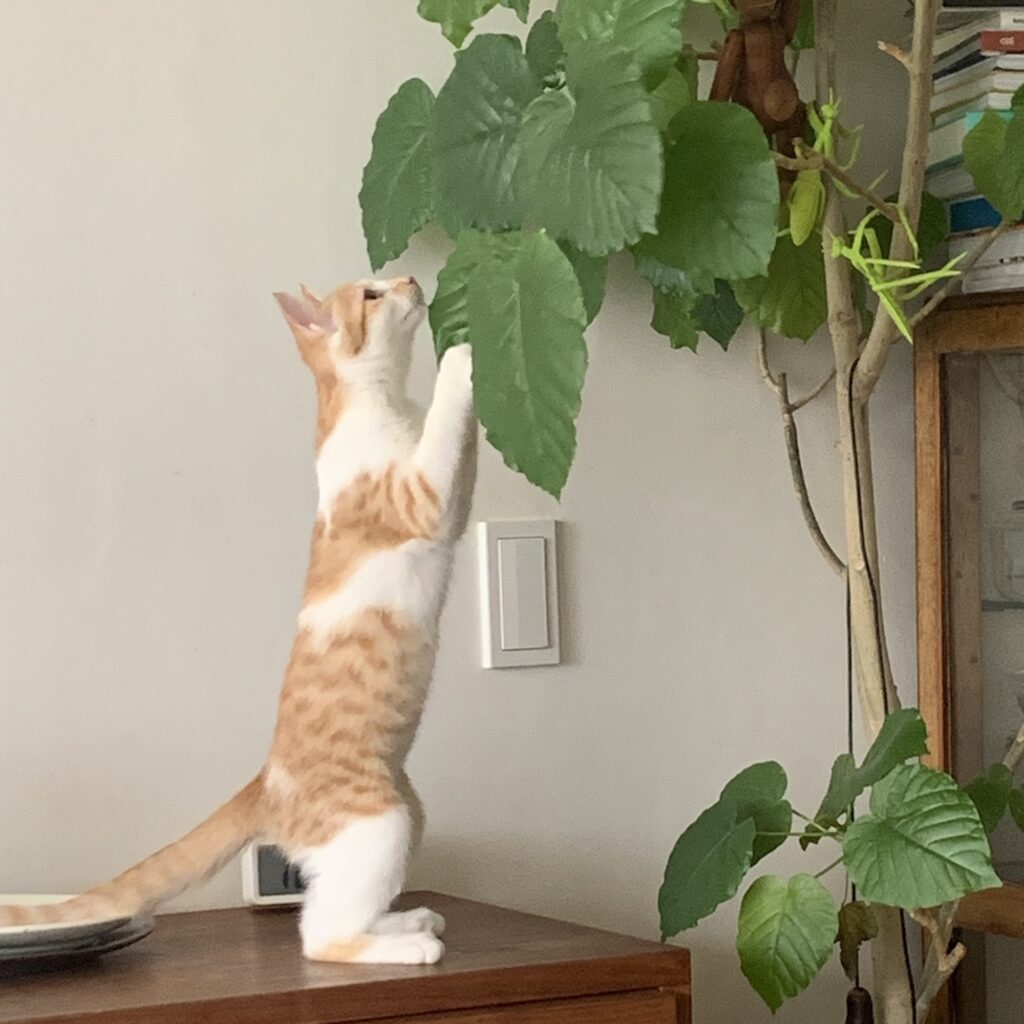 8月8日、ねこが家族になった日。料理家・ワタナベマキのねことの暮らし #1