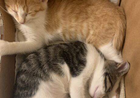 8月8日、ねこが家族になった日。料理家・ワタナベマキのねことの暮らし #1