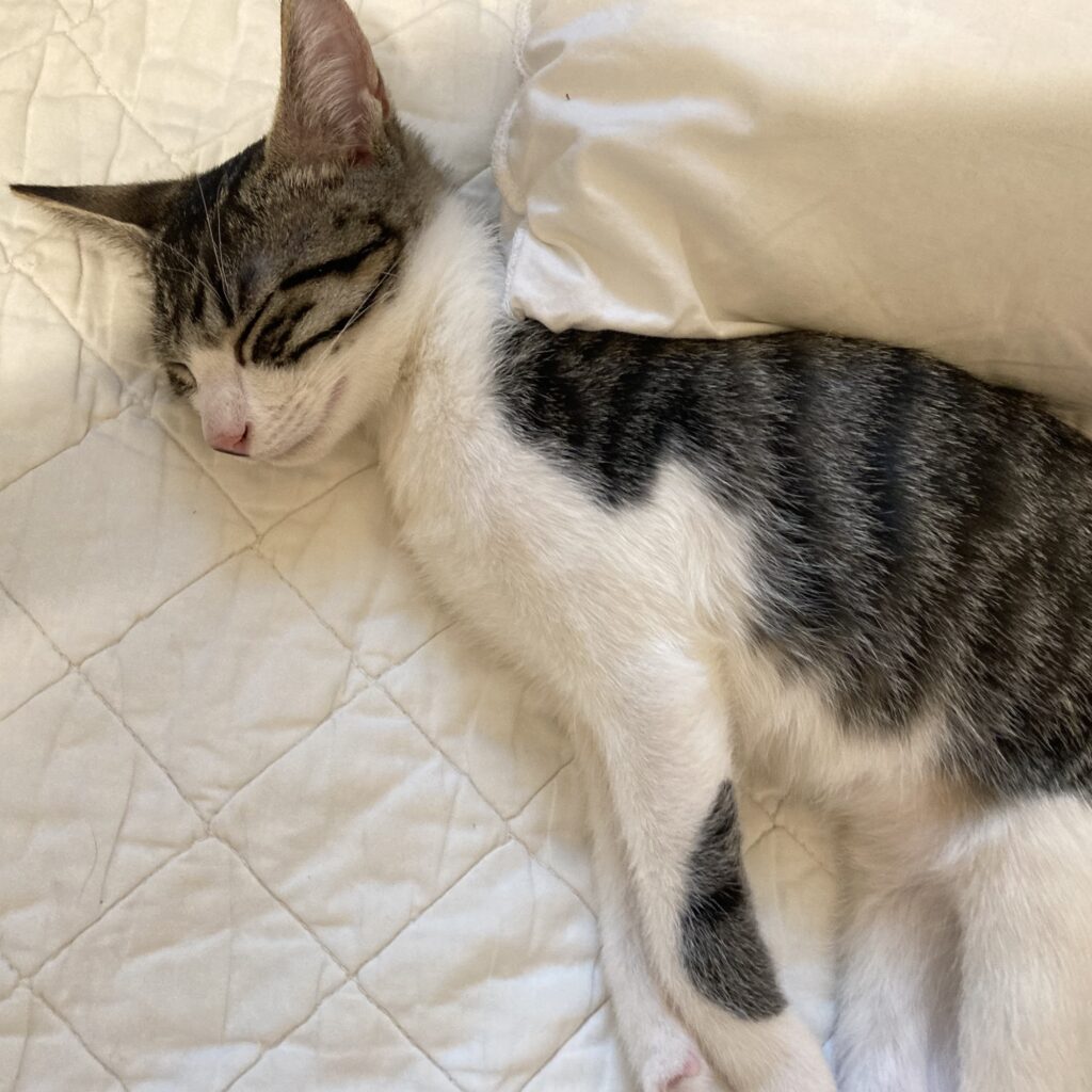 8月8日、ねこが家族になった日。料理家・ワタナベマキのねことの暮らし #1