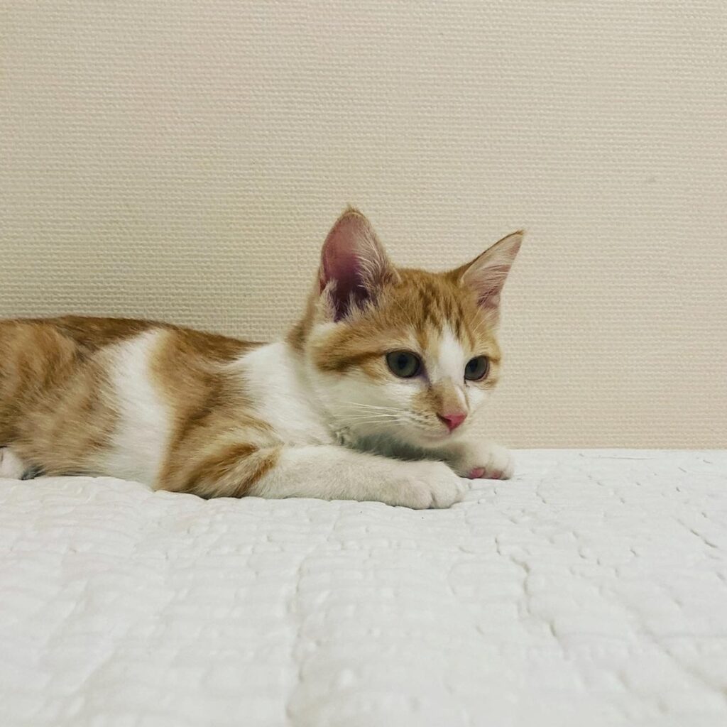 8月8日、ねこが家族になった日。料理家・ワタナベマキのねことの暮らし #1