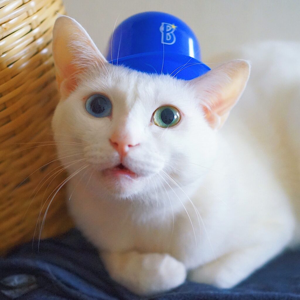 ねこもねこをかぶる！？ 雑貨コーディネーター・オモムロニ。のねことの暮らし #1