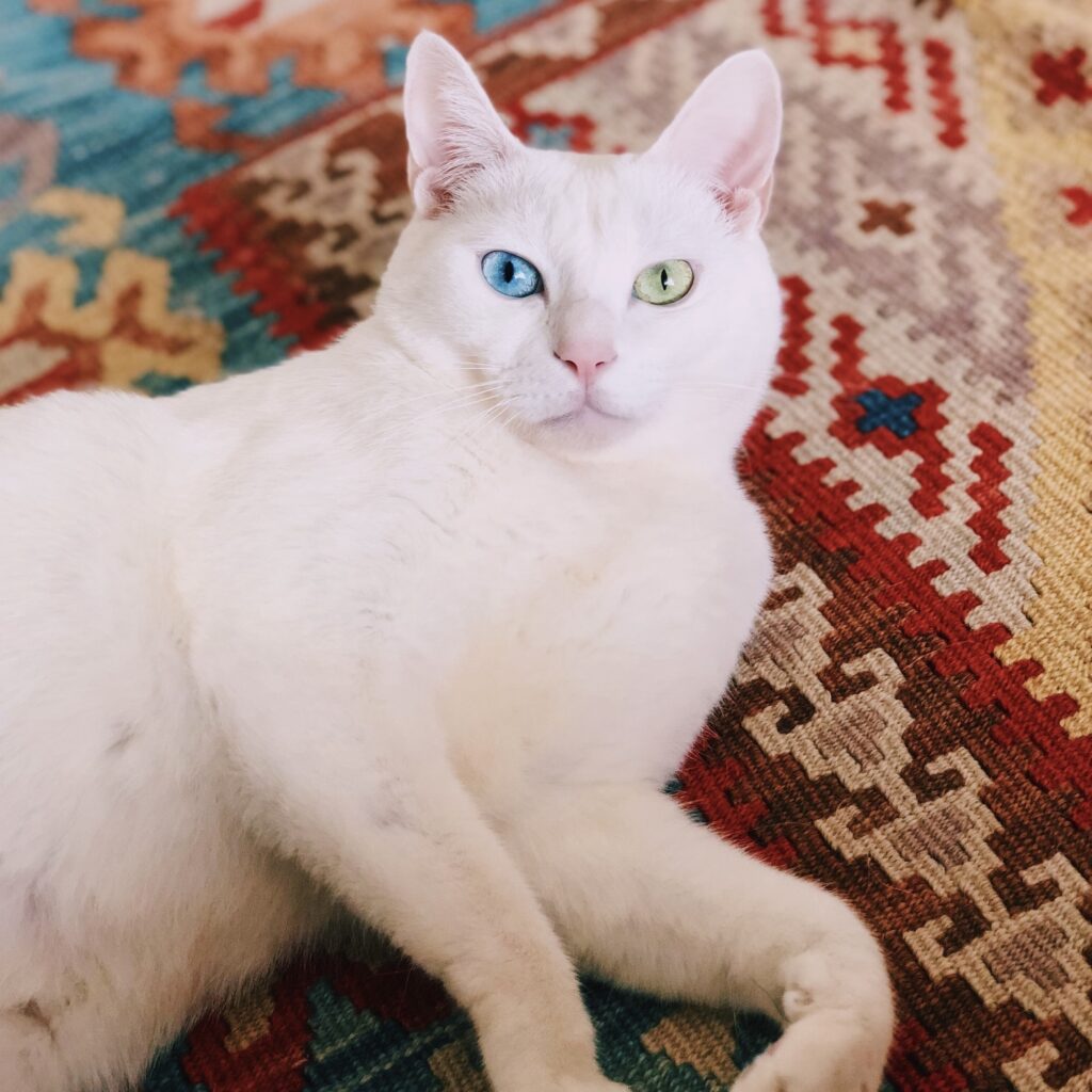 ねこもねこをかぶる！？ 雑貨コーディネーター・オモムロニ。のねことの暮らし #1