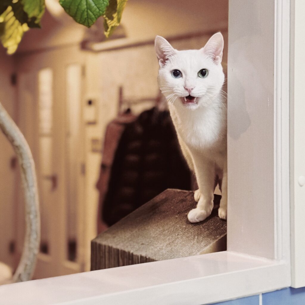 ねこもねこをかぶる！？ 雑貨コーディネーター・オモムロニ。のねことの暮らし #1