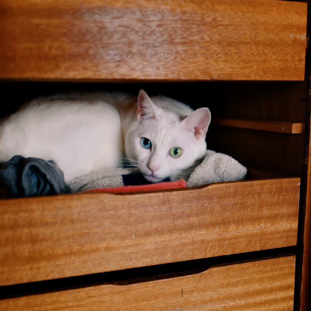 ねこもねこをかぶる！？ 雑貨コーディネーター・オモムロニ。のねことの暮らし #1