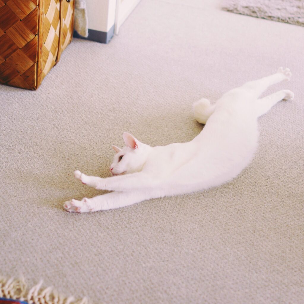 ねこもねこをかぶる！？ 雑貨コーディネーター・オモムロニ。のねことの暮らし #1