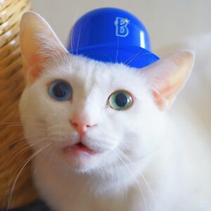 アイビー 雑貨コーディネーター・オモムロニ。のねことの暮らし