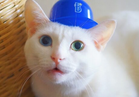 アイビー 雑貨コーディネーター・オモムロニ。のねことの暮らし