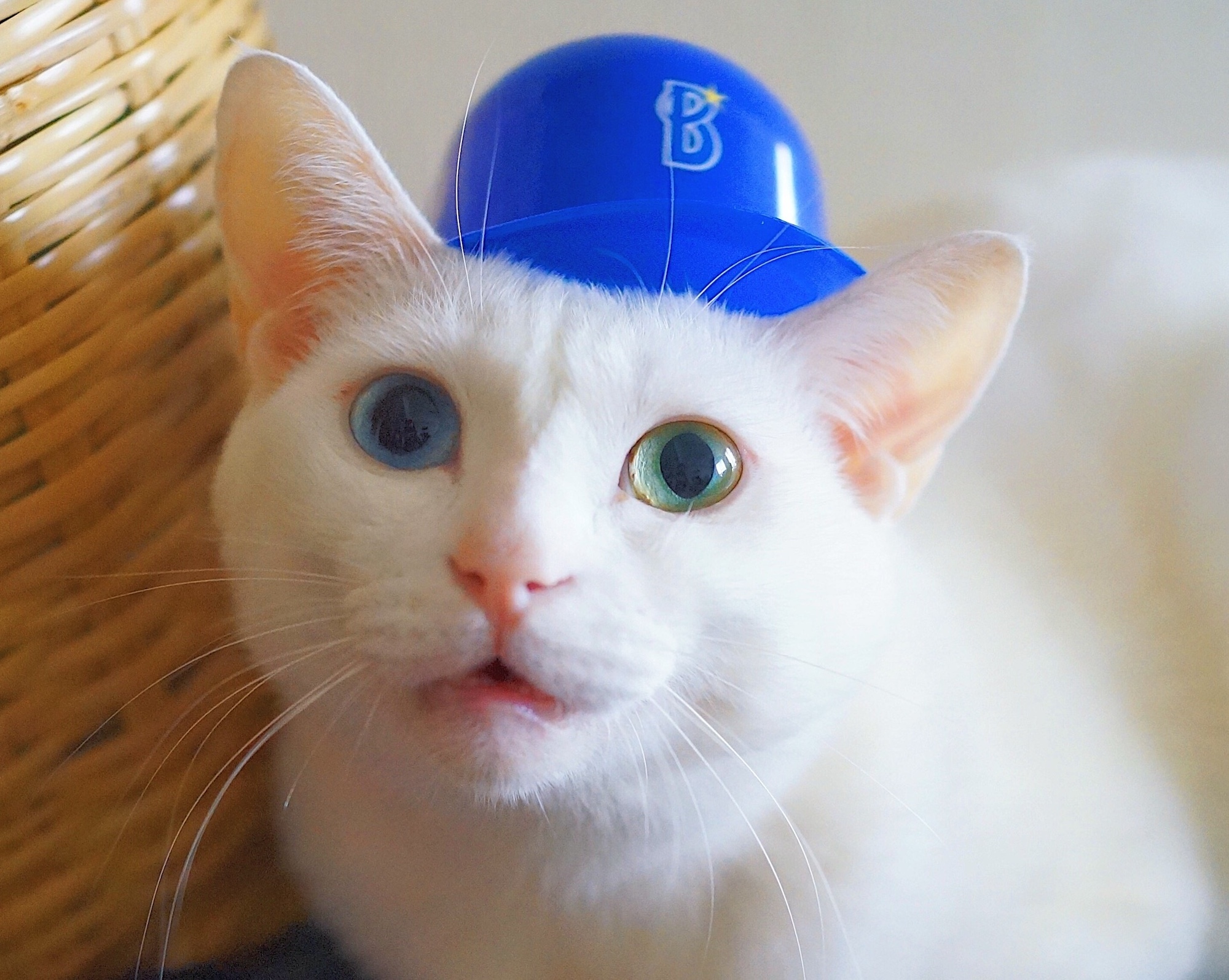 ねこもねこをかぶる！？ 雑貨コーディネーター・オモムロニ。のねことの暮らし #1