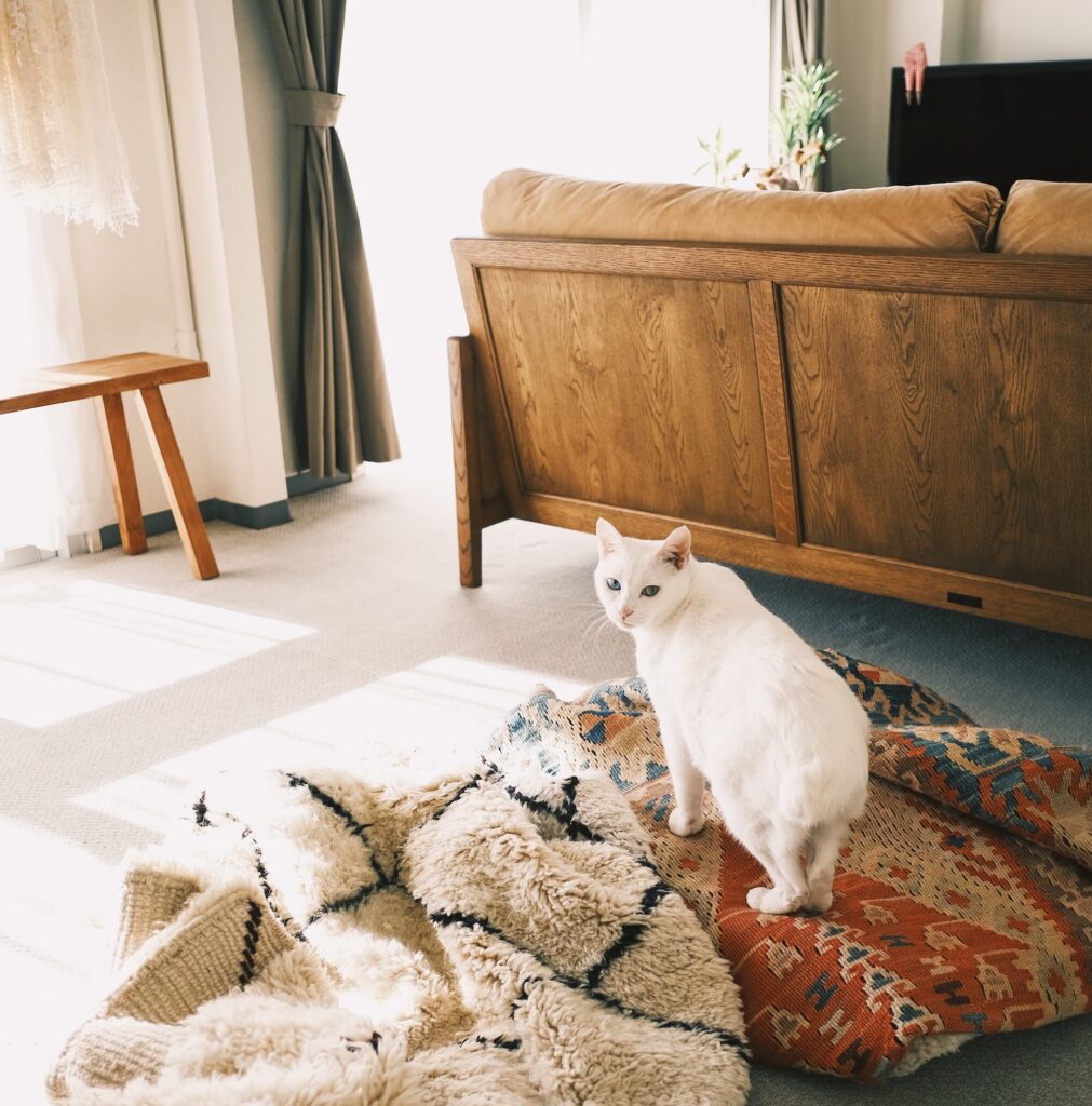 ねこを口実にできたこと。雑貨コーディネーター・オモムロニ。のねことの暮らし #4