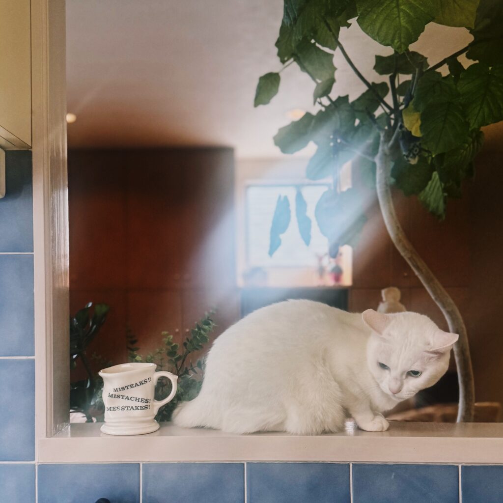 ねこを口実にできたこと。雑貨コーディネーター・オモムロニ。のねことの暮らし #4