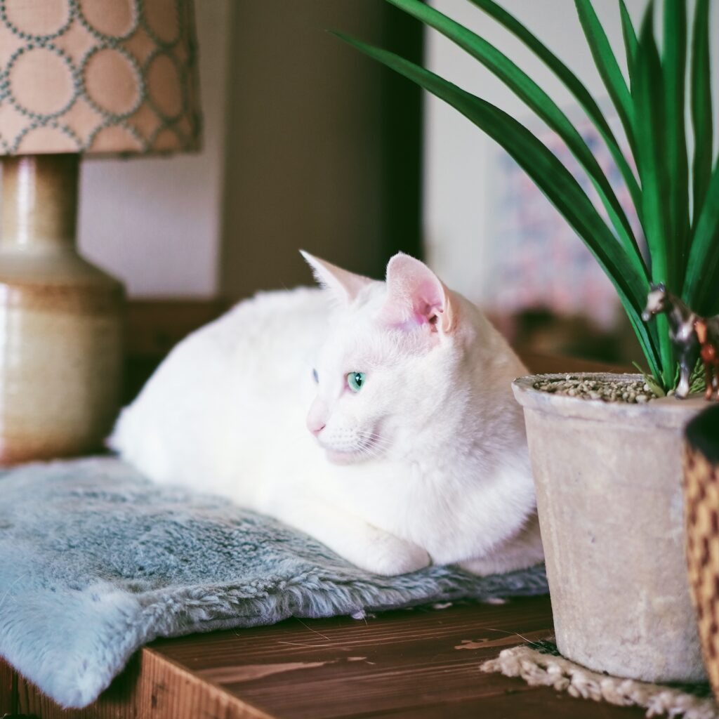 ねこを口実にできたこと。雑貨コーディネーター・オモムロニ。のねことの暮らし #4