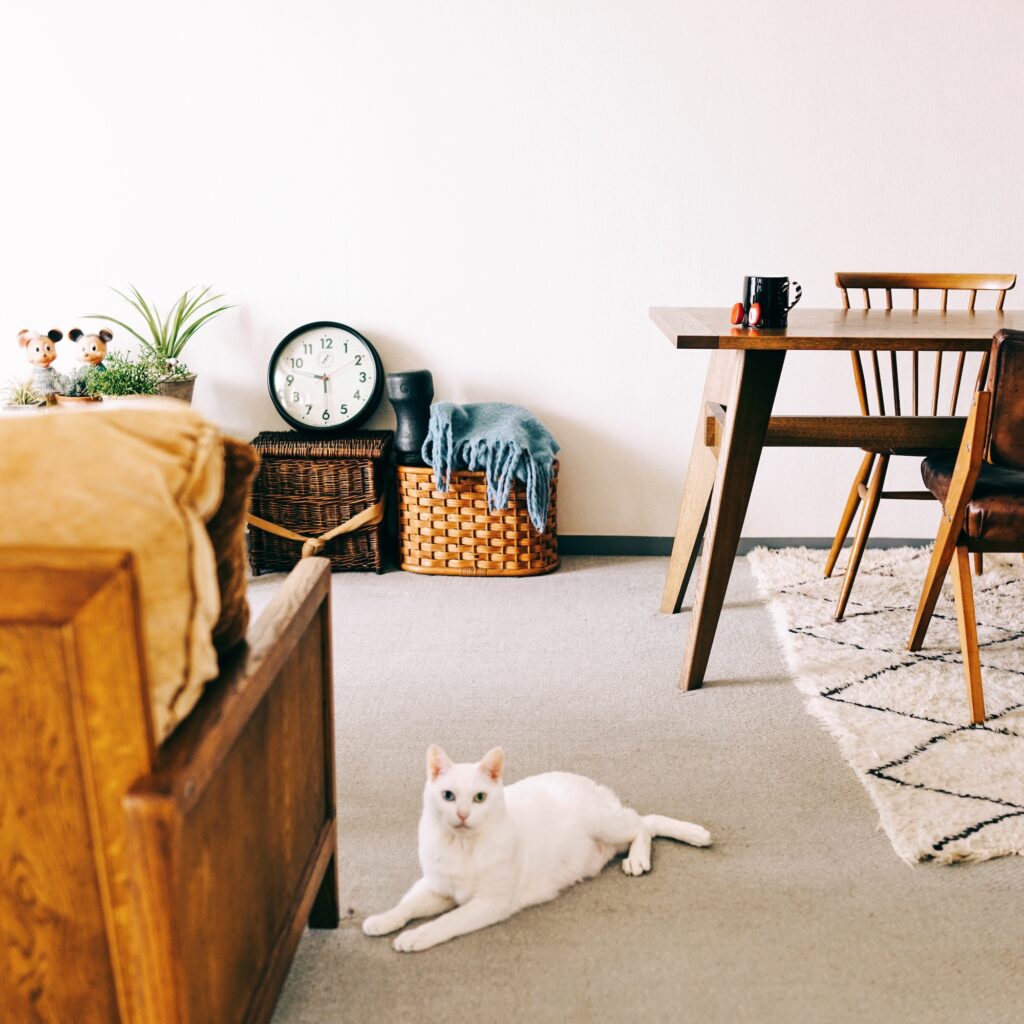 ねこを口実にできたこと。雑貨コーディネーター・オモムロニ。のねことの暮らし #4