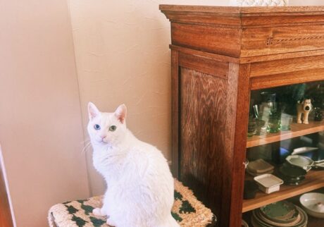 ねこを口実にできたこと。雑貨コーディネーター・オモムロニ。のねことの暮らし #4