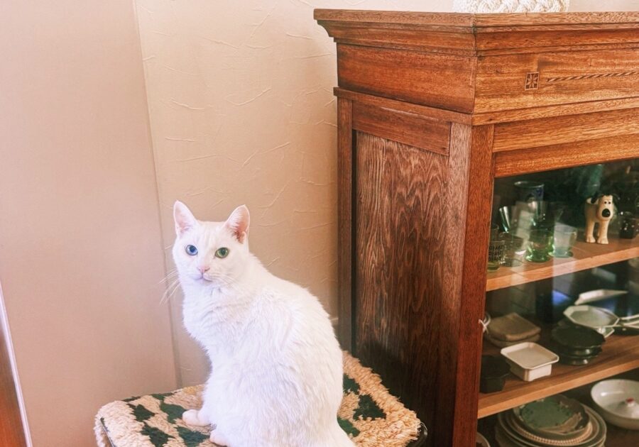 ねこを口実にできたこと。雑貨コーディネーター・オモムロニ。のねことの暮らし #4