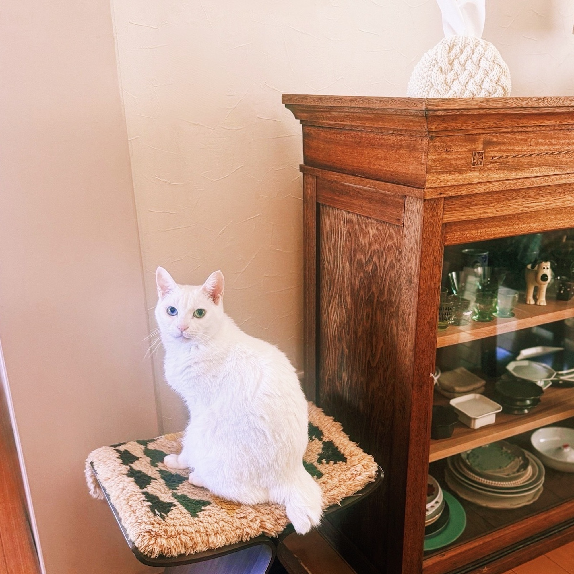 ねこを口実にできたこと。雑貨コーディネーター・オモムロニ。のねことの暮らし #4