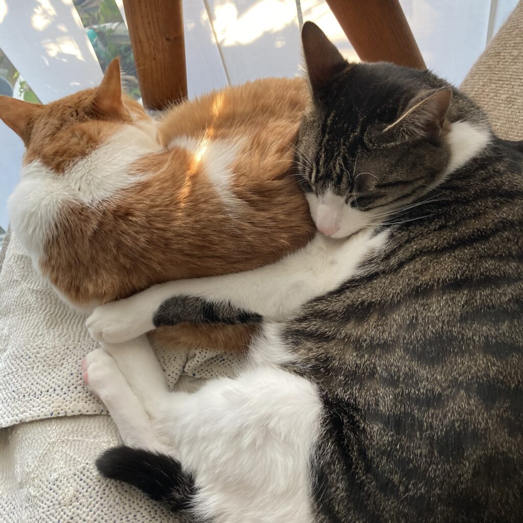 対照的な性格だから、より愛おしい。料理家・ワタナベマキのねことの暮らし #2