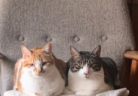 対照的な性格だから、より愛おしい。料理家・ワタナベマキのねことの暮らし #2